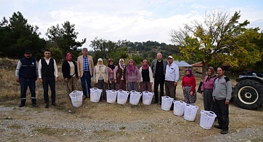 BÜYÜKŞEHİR, ZEYTİN HASADINDA DA ÜRETİCİLERİN YANINDA