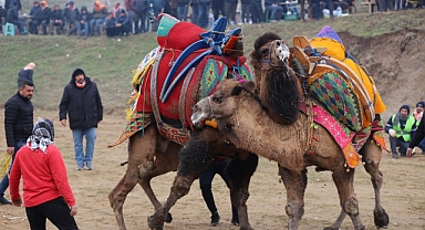 Turgutlu'da Geleneksel Deve Güreşleri 6 Ocak Cumartesi Yapılacak