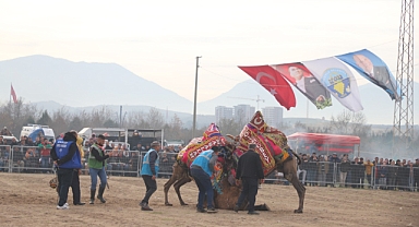 Turgutlu Belediyesinin Destekleriyle Yapılacak Deve Güreşleri 4 Şubat Pazar Günü