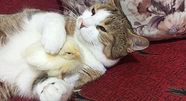 Turgutluda Kedi ile civciv dostluğu görenleri şaşırtıyor