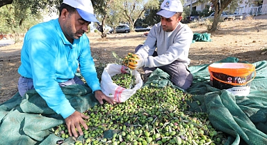 Turgutlu Belediyesi’nden ihtiyaç sahipleri için zeytinyağı üretimi