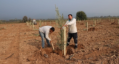 Turgutlu Belediyesinden Örnek Uygulama: 1790 Zeytin Ağacı Toprakla Buluştu